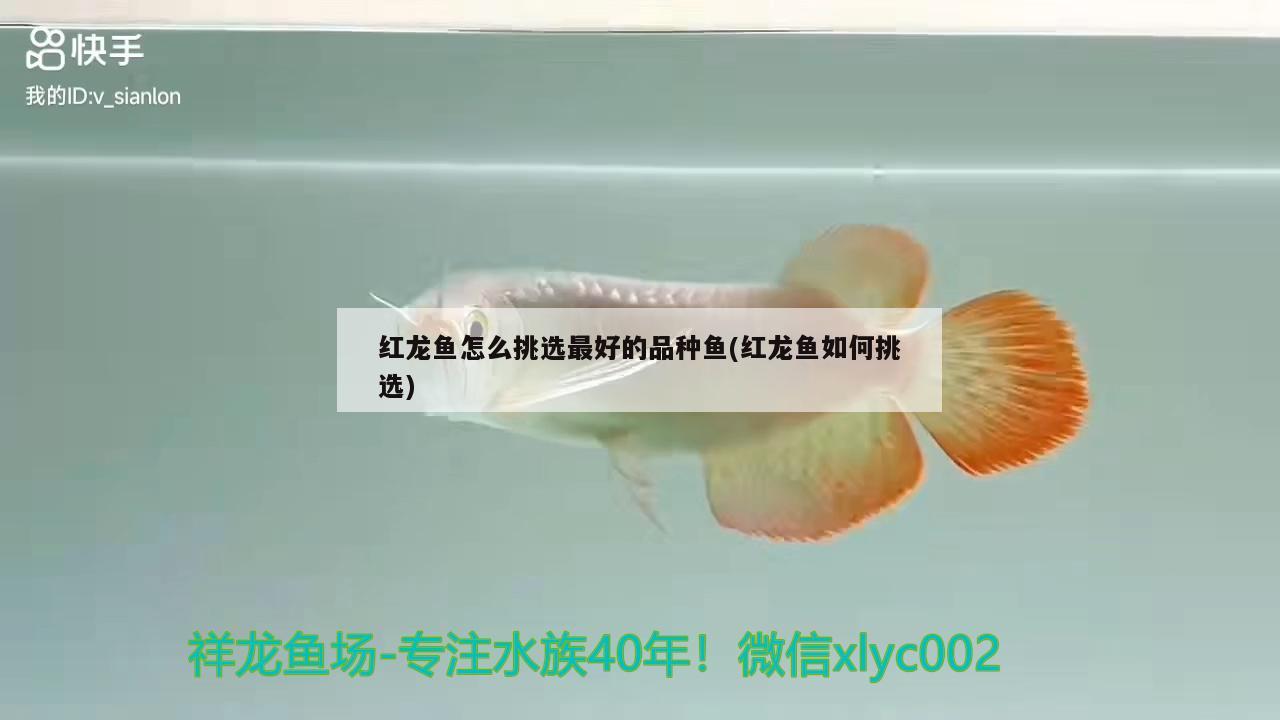 紅龍魚怎么挑選最好的品種魚(紅龍魚如何挑選)