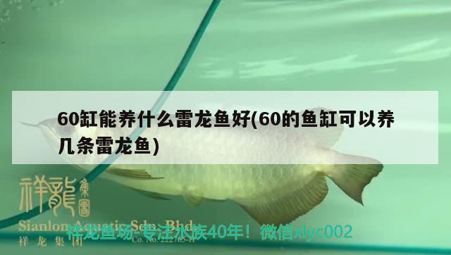 60缸能養(yǎng)什么雷龍魚好(60的魚缸可以養(yǎng)幾條雷龍魚) 觀賞龜/鱉飼料