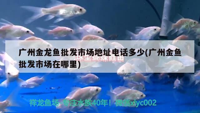 廣州金龍魚批發(fā)市場地址電話多少(廣州金魚批發(fā)市場在哪里) 龍魚批發(fā)