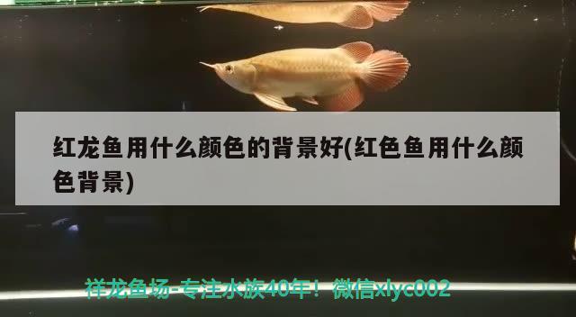 紅龍魚用什么顏色的背景好(紅色魚用什么顏色背景)