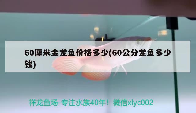 60厘米金龍魚價(jià)格多少(60公分龍魚多少錢)