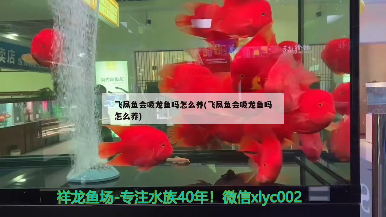 飛鳳魚會吸龍魚嗎怎么養(yǎng)(飛鳳魚會吸龍魚嗎怎么養(yǎng)) 飛鳳魚