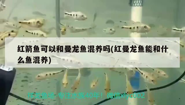 紅箭魚可以和曼龍魚混養(yǎng)嗎(紅曼龍魚能和什么魚混養(yǎng)) 埃及神仙魚