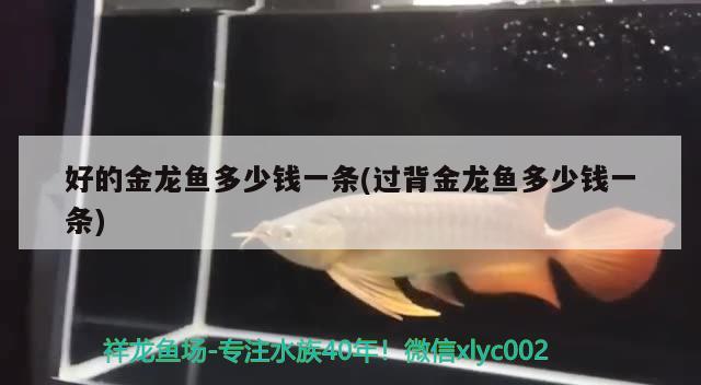 好的金龍魚多少錢一條(過背金龍魚多少錢一條)