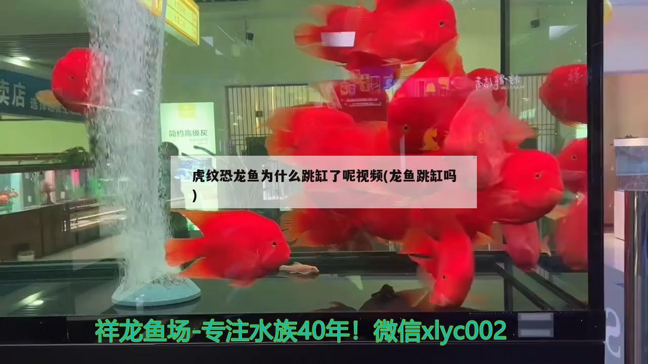 虎紋恐龍魚為什么跳缸了呢視頻(龍魚跳缸嗎)