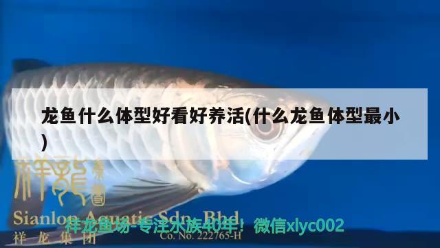 龍魚什么體型好看好養(yǎng)活(什么龍魚體型最小)