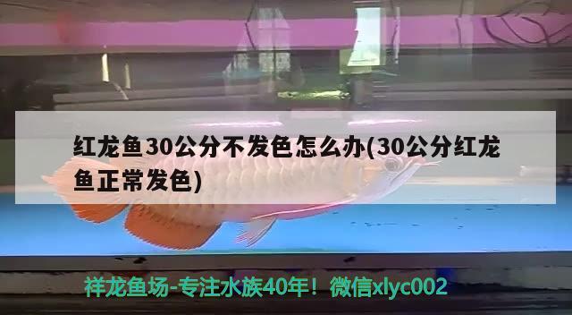 紅龍魚30公分不發(fā)色怎么辦(30公分紅龍魚正常發(fā)色) 孵化器