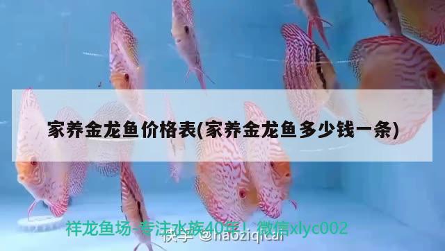 家養(yǎng)金龍魚價格表(家養(yǎng)金龍魚多少錢一條)