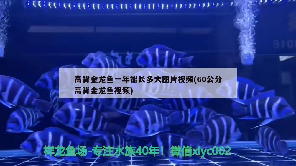 高背金龍魚一年能長多大圖片視頻(60公分高背金龍魚視頻)