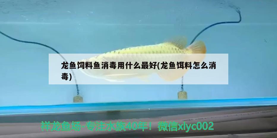 龍魚飼料魚消毒用什么最好(龍魚餌料怎么消毒) 銀古魚苗