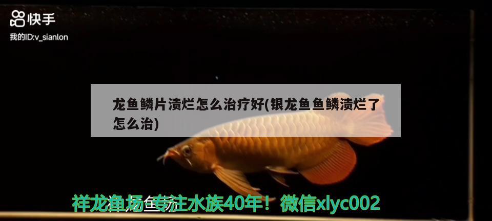 龍魚鱗片潰爛怎么治療好(銀龍魚魚鱗潰爛了怎么治)