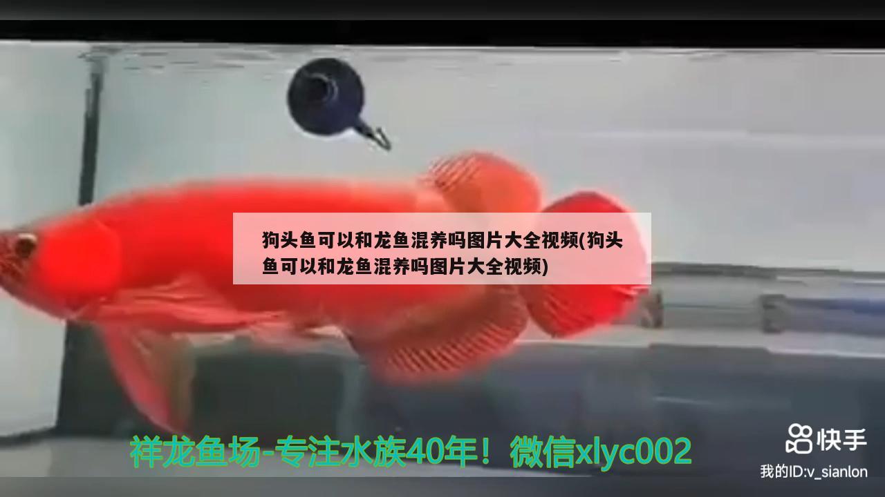 狗頭魚可以和龍魚混養(yǎng)嗎圖片大全視頻(狗頭魚可以和龍魚混養(yǎng)嗎圖片大全視頻) 狗頭魚