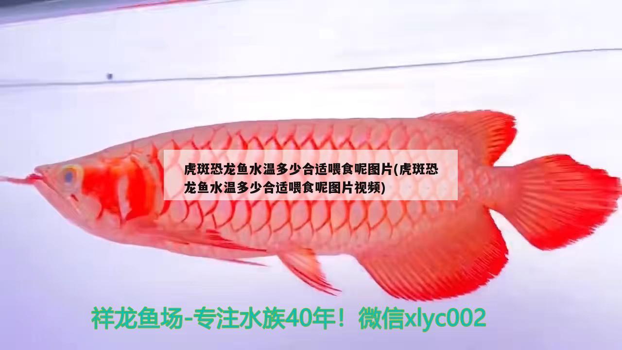 地圖魚總是平躺在缸底，怎么辦，地圖魚怎么養(yǎng)