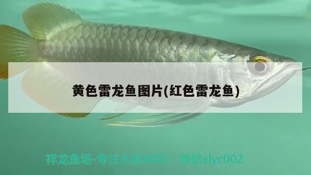 觀賞魚 推薦（群游性最強(qiáng)的觀賞魚） 女王大帆魚苗 第2張