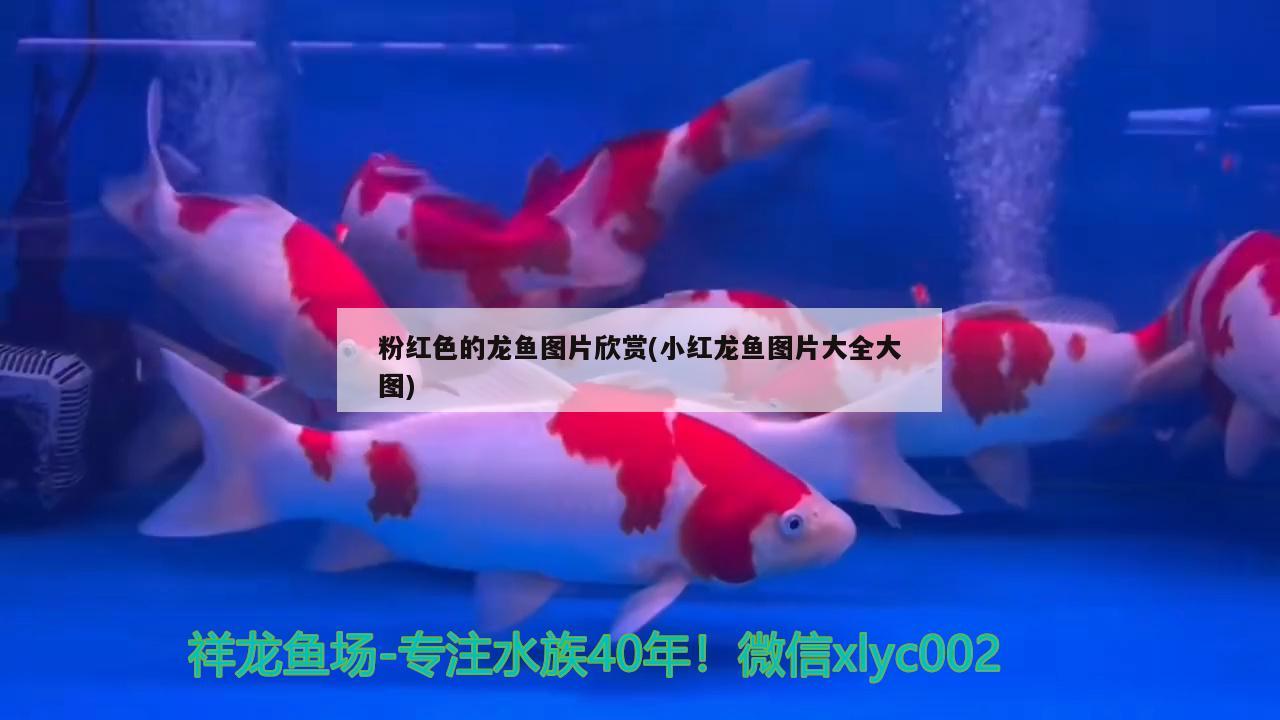 珍珠虎魚(yú)多少錢(qián)一條，官田水庫(kù)主要有什么魚(yú)