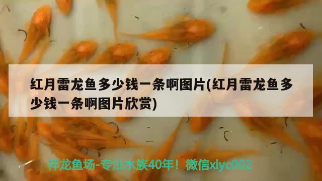 黑裙魚產(chǎn)卵是什么形狀的(黑裙魚是卵生還是胎生) 觀賞魚 第1張