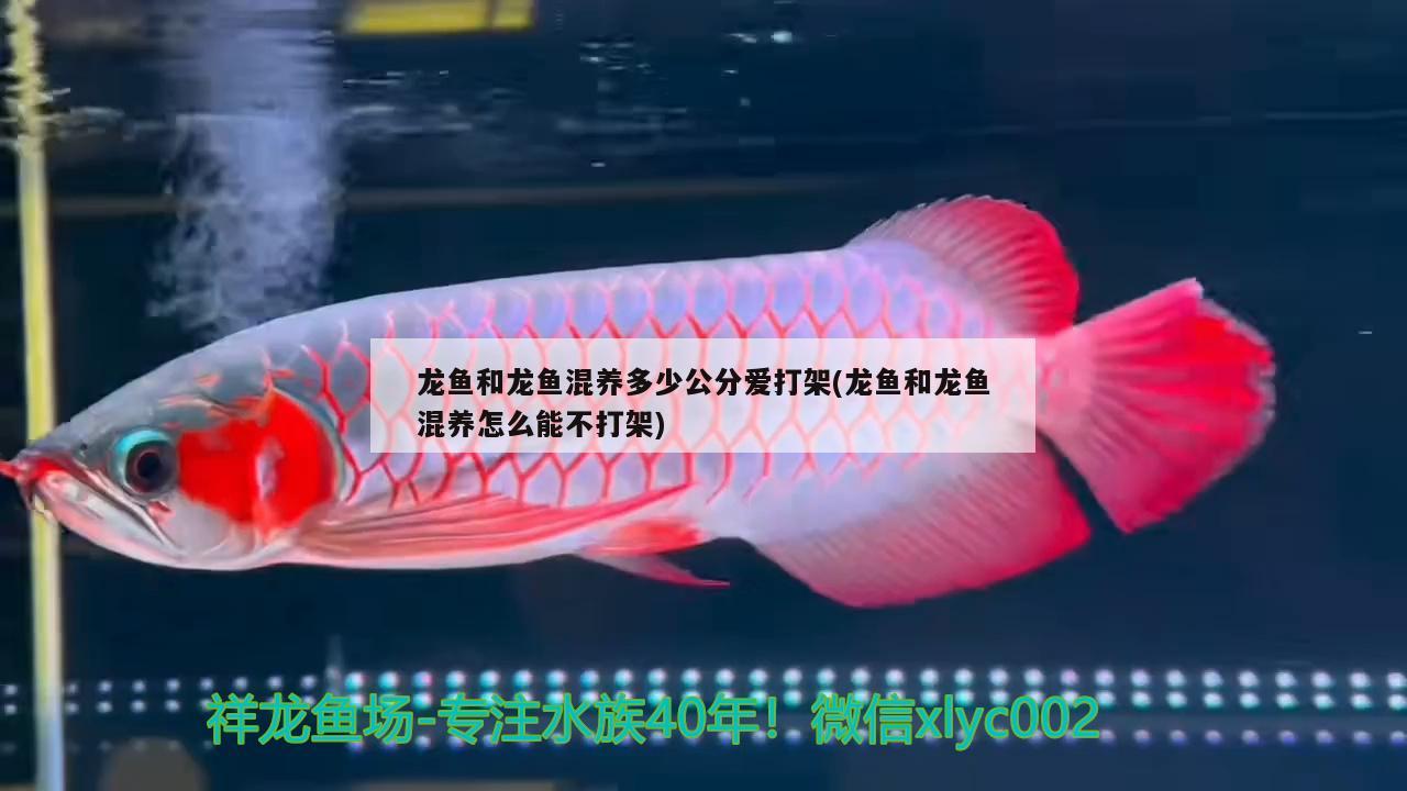 龍魚(yú)和龍魚(yú)混養(yǎng)多少公分愛(ài)打架(龍魚(yú)和龍魚(yú)混養(yǎng)怎么能不打架)