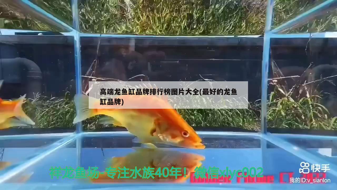 高端龍魚缸品牌排行榜圖片大全(最好的龍魚缸品牌)