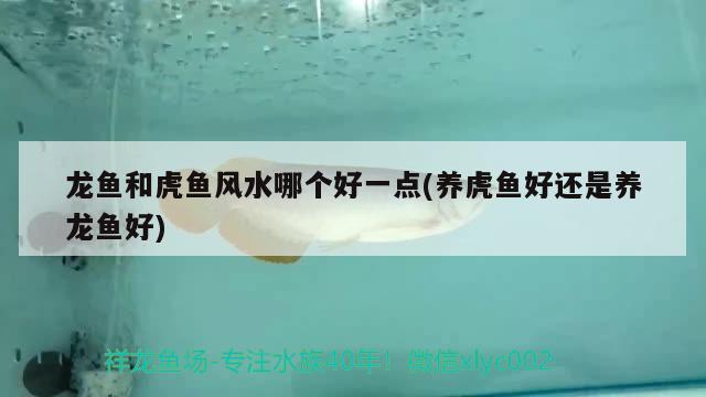 龍魚和虎魚風(fēng)水哪個(gè)好一點(diǎn)(養(yǎng)虎魚好還是養(yǎng)龍魚好) 魚缸風(fēng)水