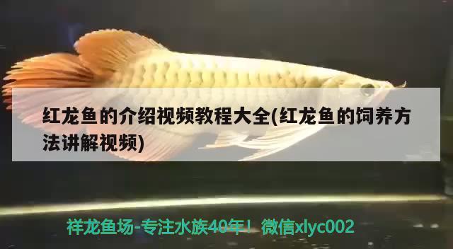 紅龍魚的介紹視頻教程大全(紅龍魚的飼養(yǎng)方法講解視頻)