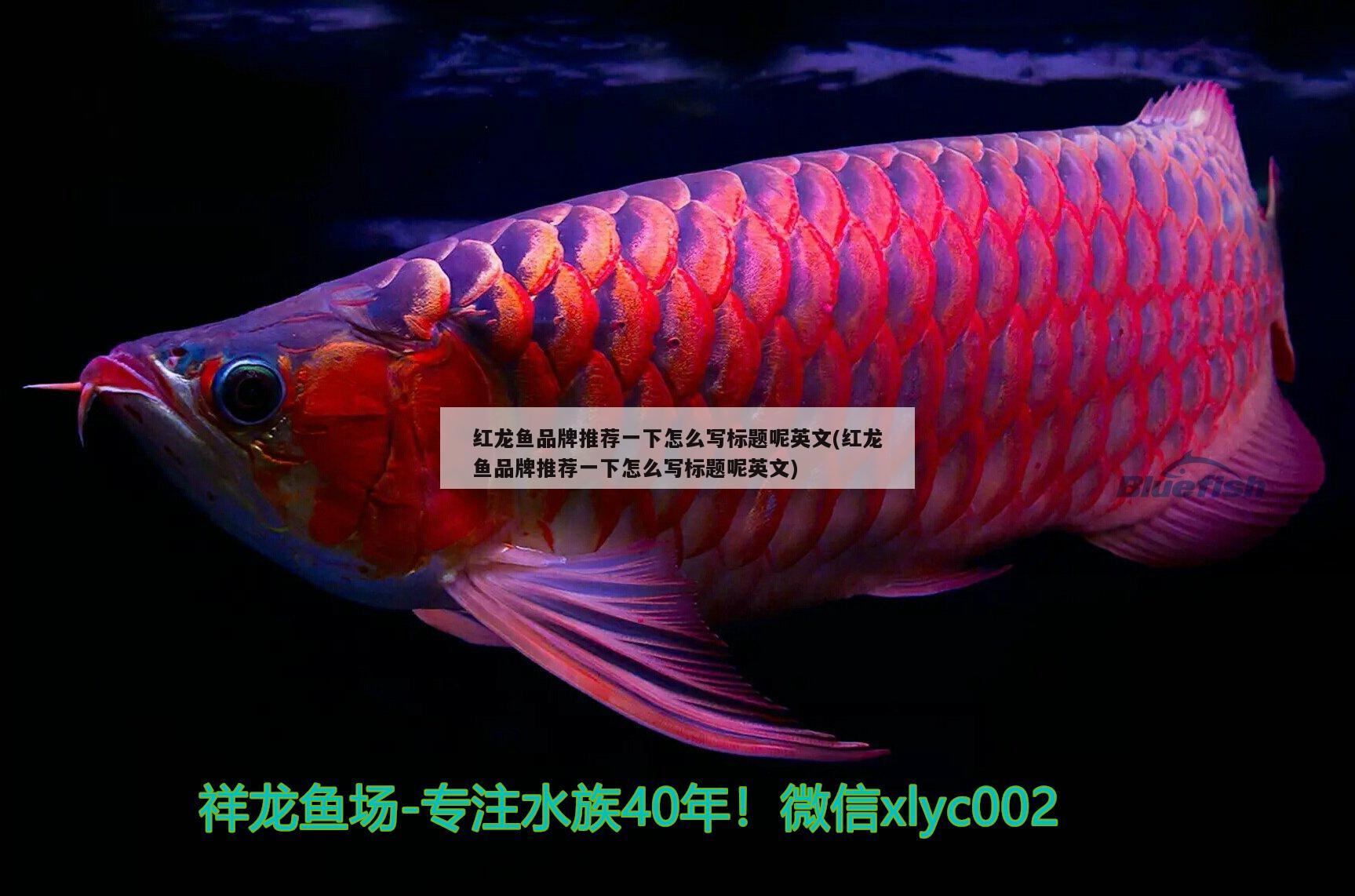 印尼野生紅龍魚紀錄片(印尼野生紅龍魚紀錄片視頻) 孵化器