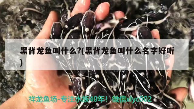 黑背龍魚叫什么?(黑背龍魚叫什么名字好聽) 夢幻雷龍魚