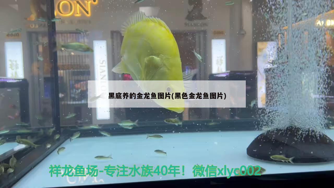 黑底養(yǎng)的金龍魚圖片(黑色金龍魚圖片) 白化巴西龜（白巴）