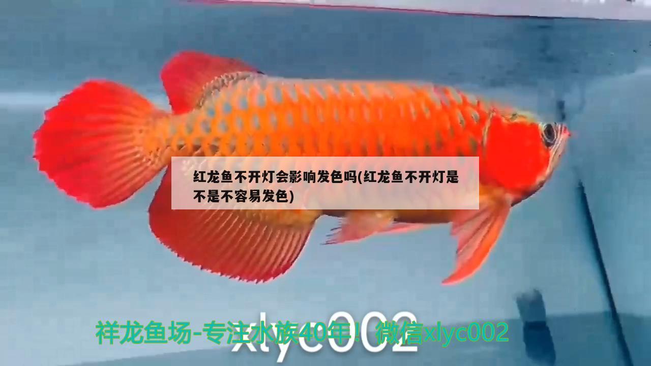 紅龍魚(yú)不開(kāi)燈會(huì)影響發(fā)色嗎(紅龍魚(yú)不開(kāi)燈是不是不容易發(fā)色)