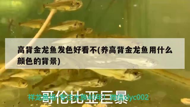 高背金龍魚發(fā)色好看不(養(yǎng)高背金龍魚用什么顏色的背景)