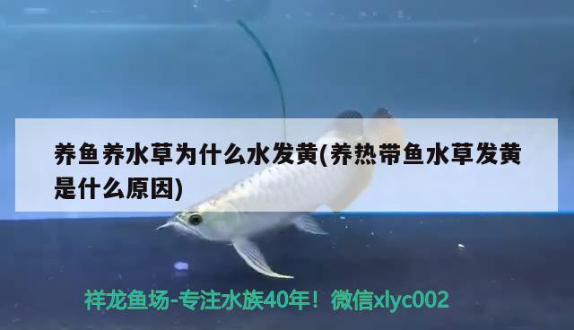 養(yǎng)魚養(yǎng)水草為什么水發(fā)黃(養(yǎng)熱帶魚水草發(fā)黃是什么原因) 水草