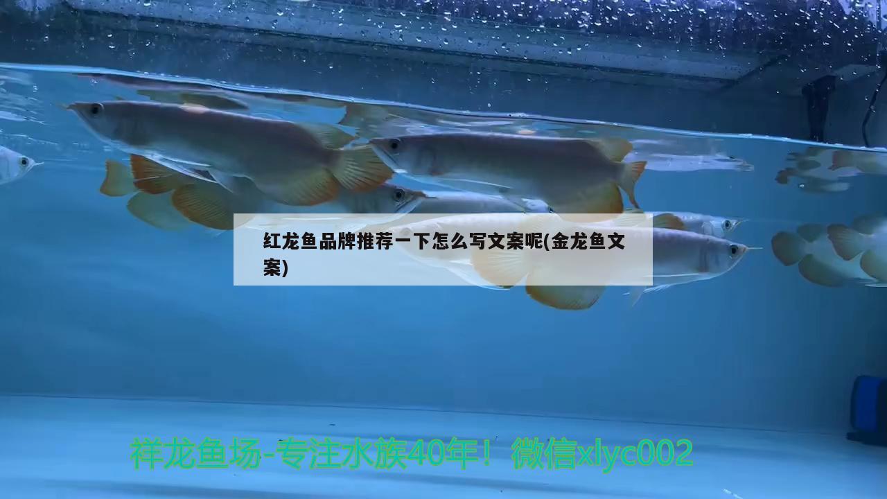 金龍魚趴缸底什么原因，龍魚趴缸怎么辦