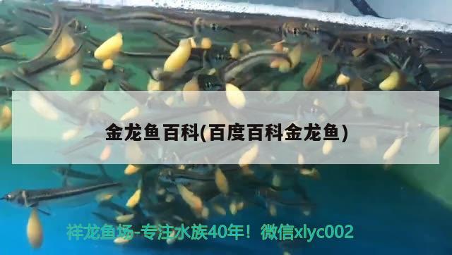 金龍魚百科(百度百科金龍魚)