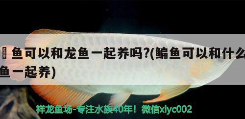 魟魚可以和龍魚一起養(yǎng)嗎?(鳊魚可以和什么魚一起養(yǎng))