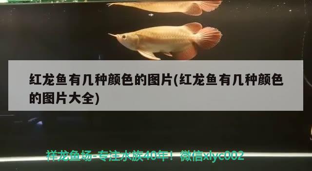 紅龍魚有幾種顏色的圖片(紅龍魚有幾種顏色的圖片大全) 魚缸風(fēng)水