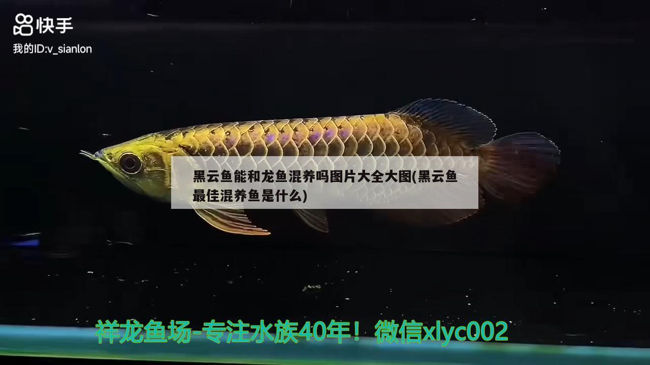 黑云魚能和龍魚混養(yǎng)嗎圖片大全大圖(黑云魚最佳混養(yǎng)魚是什么)