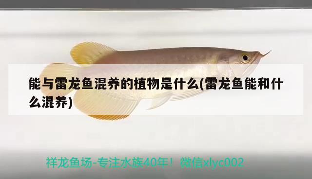 能與雷龍魚混養(yǎng)的植物是什么(雷龍魚能和什么混養(yǎng))