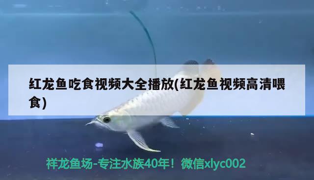 紅龍魚吃食視頻大全播放(紅龍魚視頻高清喂食) 水族用品