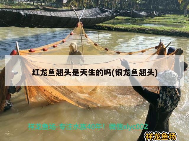 紅龍魚(yú)翹頭是天生的嗎(銀龍魚(yú)翹頭)