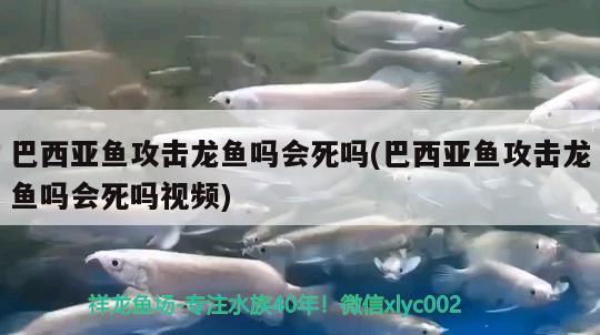 巴西亞魚攻擊龍魚嗎會死嗎(巴西亞魚攻擊龍魚嗎會死嗎視頻)