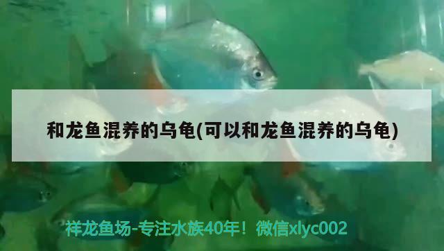 馬鞍山魚缸交易市場的特點馬鞍山魚缸交易市場的特點，馬鞍山魚缸交易市場的位置與特點