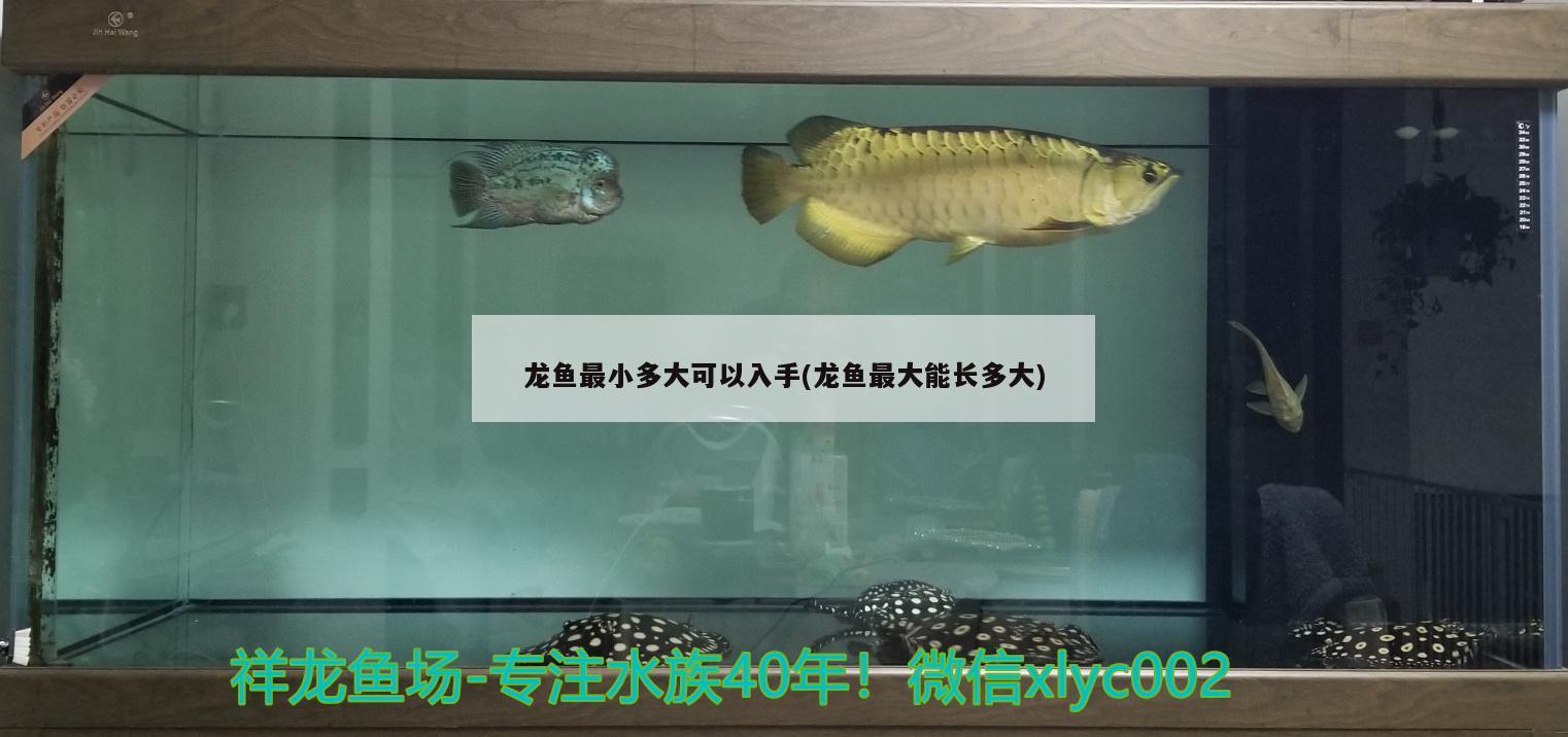 龍魚(yú)最小多大可以入手(龍魚(yú)最大能長(zhǎng)多大)