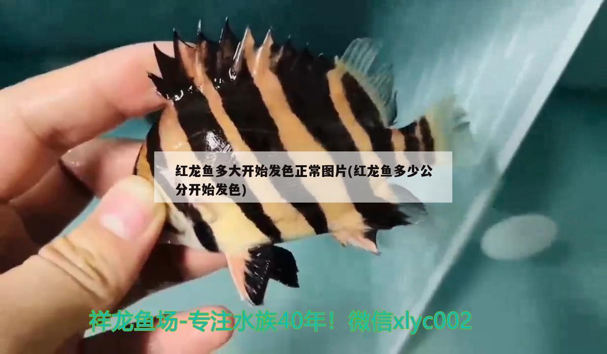 紅龍魚多大開始發(fā)色正常圖片(紅龍魚多少公分開始發(fā)色) 黃金眼鏡蛇雷龍魚