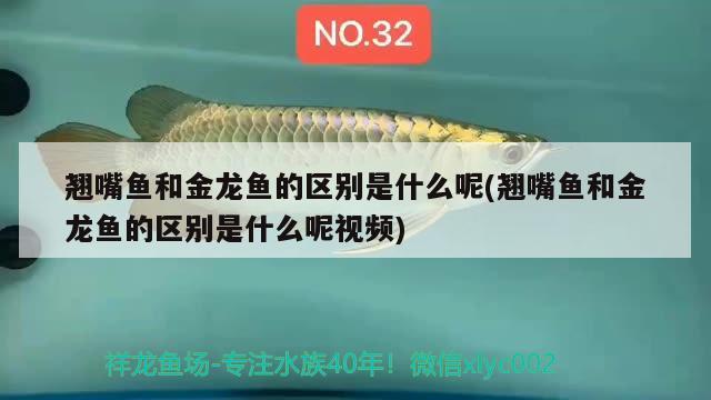 翹嘴魚和金龍魚的區(qū)別是什么呢(翹嘴魚和金龍魚的區(qū)別是什么呢視頻) 紅魔王銀版魚