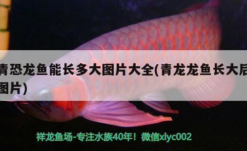 重慶觀賞魚(yú)市場(chǎng)排名榜前十名圖片（重慶觀賞魚(yú)市場(chǎng)排名榜前十名圖片及價(jià)格）