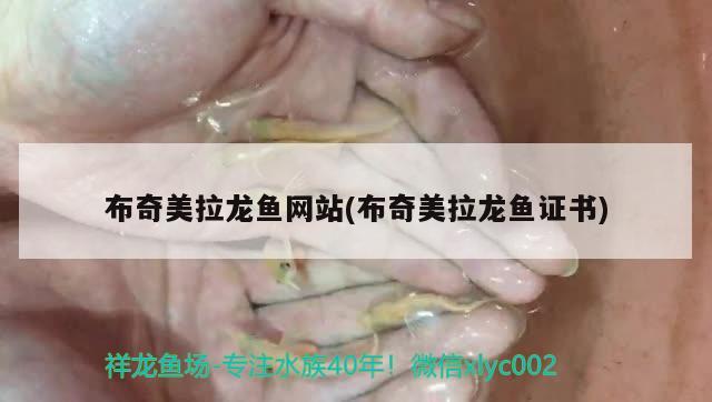 布奇美拉龍魚網(wǎng)站(布奇美拉龍魚證書) 福滿鉆魚