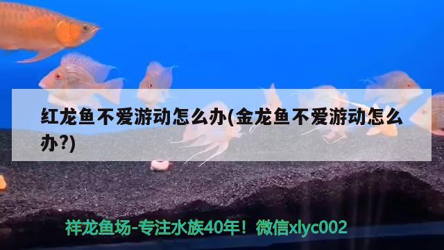 紅龍魚不愛游動怎么辦(金龍魚不愛游動怎么辦?) 黃鰭鯧魚