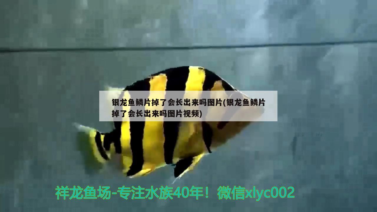 銀龍魚鱗片掉了會(huì)長出來嗎圖片(銀龍魚鱗片掉了會(huì)長出來嗎圖片視頻)