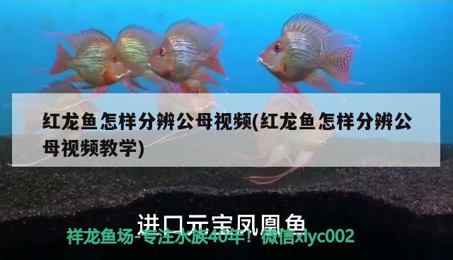 紅龍魚怎樣分辨公母視頻(紅龍魚怎樣分辨公母視頻教學(xué)) 祥龍龍魚專用水族燈