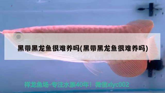 黑帶黑龍魚很難養(yǎng)嗎(黑帶黑龍魚很難養(yǎng)嗎)