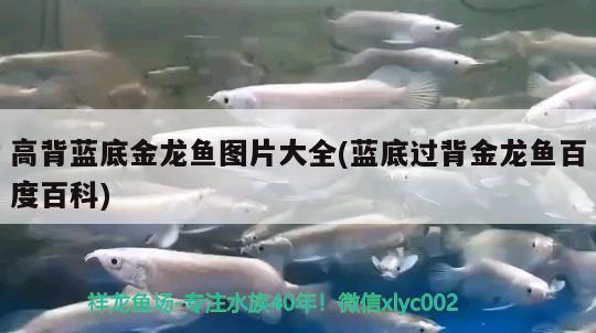 紅龍魚是金龍魚嗎怎么養(yǎng)的(紅龍魚的飼養(yǎng))